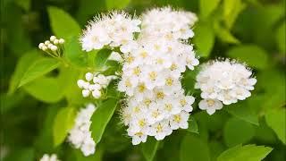 Reine des prés, plante médicinale