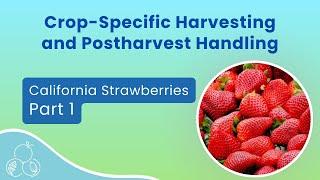 California Strawberries: Quality and Safety | Part 1