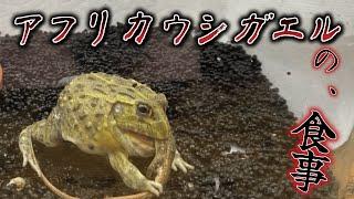 African Bullfrog daily meal #1 アフリカウシガエル　カナヘビを捕食