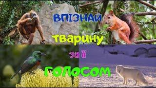 Дидактична гра №2. Впізнай тварину за її голосом. Як розмовляють тварини.