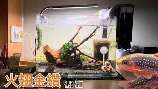 【火翅金鑽翻缸紀錄】輕鬆設缸! ｜Galaxy Rasbora Tank Setup