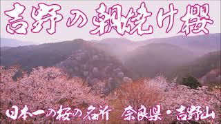 「吉野の朝焼け桜」日本一の桜の名所　2024.4.6早朝　奈良県吉野郡吉野町吉野山　撮影：CANON EOS 7D MarkⅡ＋ジンバルFeiyuTech SCORP-C