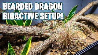 Bioactive Bearded Dragon Setup!