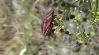 Insekten - Streifenwanze (Graphosoma lineatum) - Striped Bug - Video von KLAUS TAUX