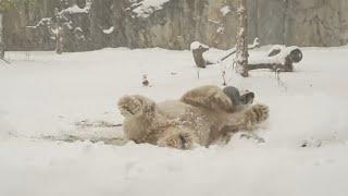 Brookfield Zoo animals enjoy their first snowfall