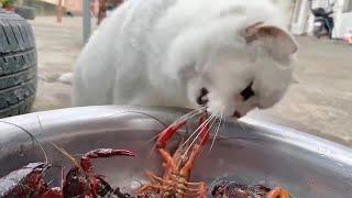 好奇心害死猫！猫咪玩龙虾一秒没注意就被反杀，随后反应主人笑喷