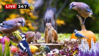 24/7 LIVE CAT TV NO ADS Squirrels Jays & Cute Birds with Beautiful Forest Sounds