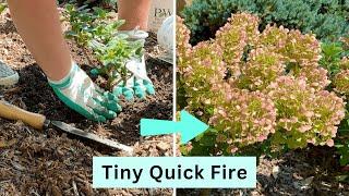 Planting a Tiny Quick Fire Hydrangea Hedge: Care Tips Included!