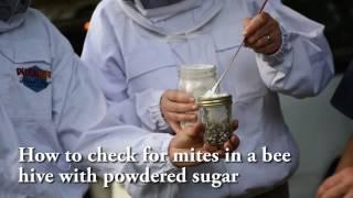 How to check for mites in a bee hive with powdered sugar