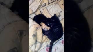 Котик папа ухаживает за малышом