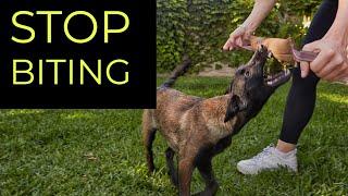 HOW TO STOP BELGIAN MALINOIS BITING | DOG BEHAVIORIST ANSWERS PUPPY BITING QUESTIONS