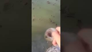 5 misses but still got him #fish #fishing