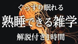 【睡眠導入】良質睡眠の雑学【リラックス】ぐっすり眠れる