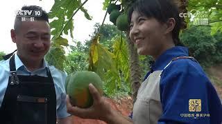 佛山市三水区的美食因大胆的烹饪手法深受食客喜爱《味道》20241030 | 美食中国 Tasty China