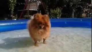 Pomeranian pool party