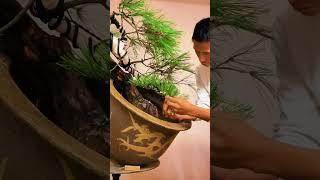 Cách Tỉa Cành và Uốn Dáng Cây Bonsai Tuyệt Đẹp  #bonsai #bonsaitree #bonsaiideas