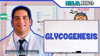 Metabolism | Glycogenesis