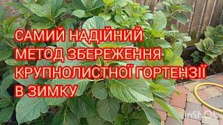 Самий надійний  спосіб  збереження  крупнолистної гортензії  в зиму #гортенземанка