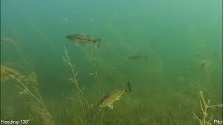 Largemouth Bass on a Crib #fyp #largemouthbassfishing #underwater