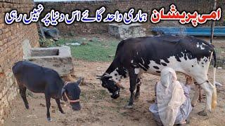 Humari Cow Ab Is Duniya Par Ni Rahi || Ami Jaan Sakht Parshan