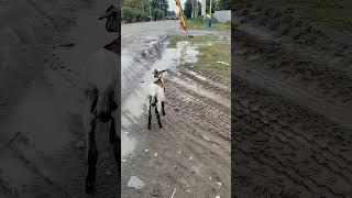 Goat on the road#goat #streetsmart #cuteanimals