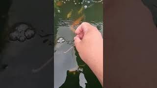 The fastest takes the Worm #fish #koi #gardenpond #pondfishing #fishing #carp #fishfarming #podcast