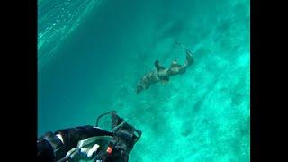 Guardian Shark Shield in Action- Live "Test" Spearfishing