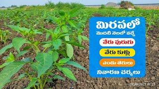 Chilli Farming Information | Chilli Cultivation | tips to Chilli Farmers |  Agriculture