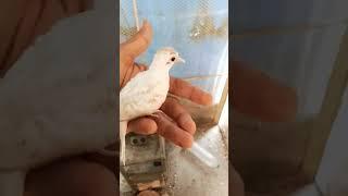 Dove Birds Chick #viralvideo #short #trending #shorts #youtubeshorts #youtube Life With Noman Khan