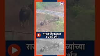 रासाटी येथे गव्यांच्या कळपाचे दर्शन Viral Video| Satara| Times Now Marathi|