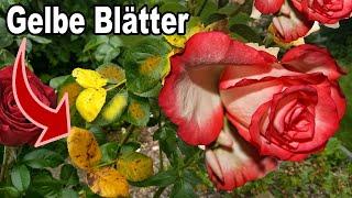 Warum deine Rosen gelbe Blätter bekommen und was du dagegen tun kannst!