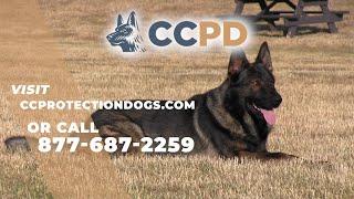 Protection Dogs For Sale - Command Control Protection Dogs - Protection Dogs For Sale