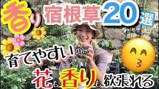 【宿根草】花やカラーリーフだけじゃない‼️香りも楽しめる宿根草20選️/ 季節別にご紹介 / ほぼ放ったらかしでもOKなもの多め/新品種や低木もありま /開花が始まったばかりの〇〇【ガーデニング】