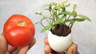 Grow tomatoes easily at home | Best tomato growing tips