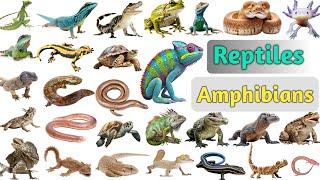 Reptiles & Amphibians Vocabulary ll 40 Reptiles and Amphibians Name In English With Pictures