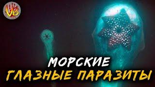 КРИПОВАЯ ХРЕНАТЕНЬ: МОРСКИЕ ПАРАЗИТЫ