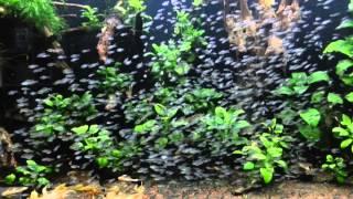 Corydoras Fish room 코리도라스 하스타투스 수족관~