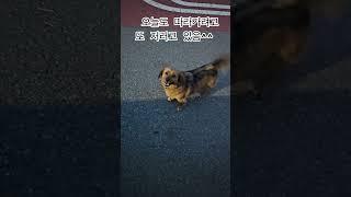 차 안 태워주면  끝까지 따라오는 귀여운 이장님 강아지^^ #강아지일상 #시골강아지 #발바리 #시골개 #똥개 #댕댕이