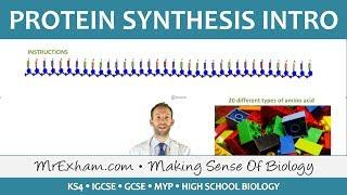 Protein Synthesis Part 1 - GCSE Biology (9-1)