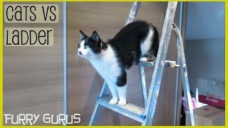 3 Cats and a Ladder | Furry Gurus