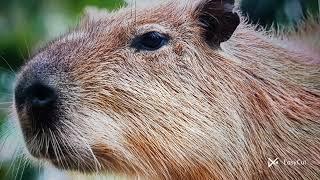 capybara tribute part 1       