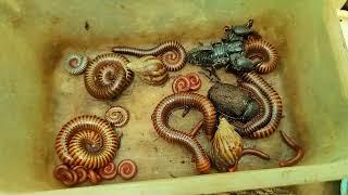 Rarest Bugs Hunting Remote Cambodia, Catch Giant African Millipedes, Scorpion, Beetle, Snail...