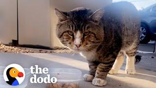 Chonkiest Tomcat Appears In Woman's Living Room | The Dodo Cat Crazy