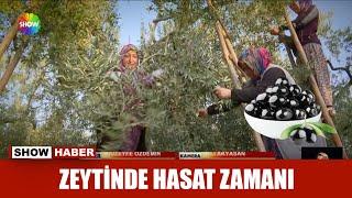 Zeytinde hasat zamanı