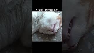 자꾸 남의 국수집에 자러 오는 고양이