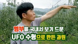 엠부를 국내서 보기 드문 UFO 수형으로 만든 과원