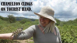 A CHAMELEON CLINGS ON TOURIST HAND.