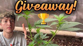 Clones , Transplant , & Seedsman Giveaway ! Living Soil Flower Update with Mars Hydro FC-E4800