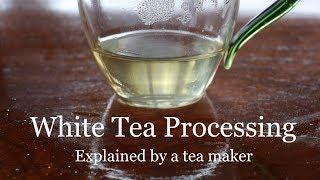 White Tea Processing