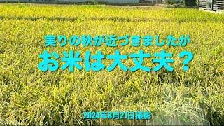 「お米は大丈夫？」　本日8／21  華越前(新米)発売になりました　福井県　2024年8月21日撮影